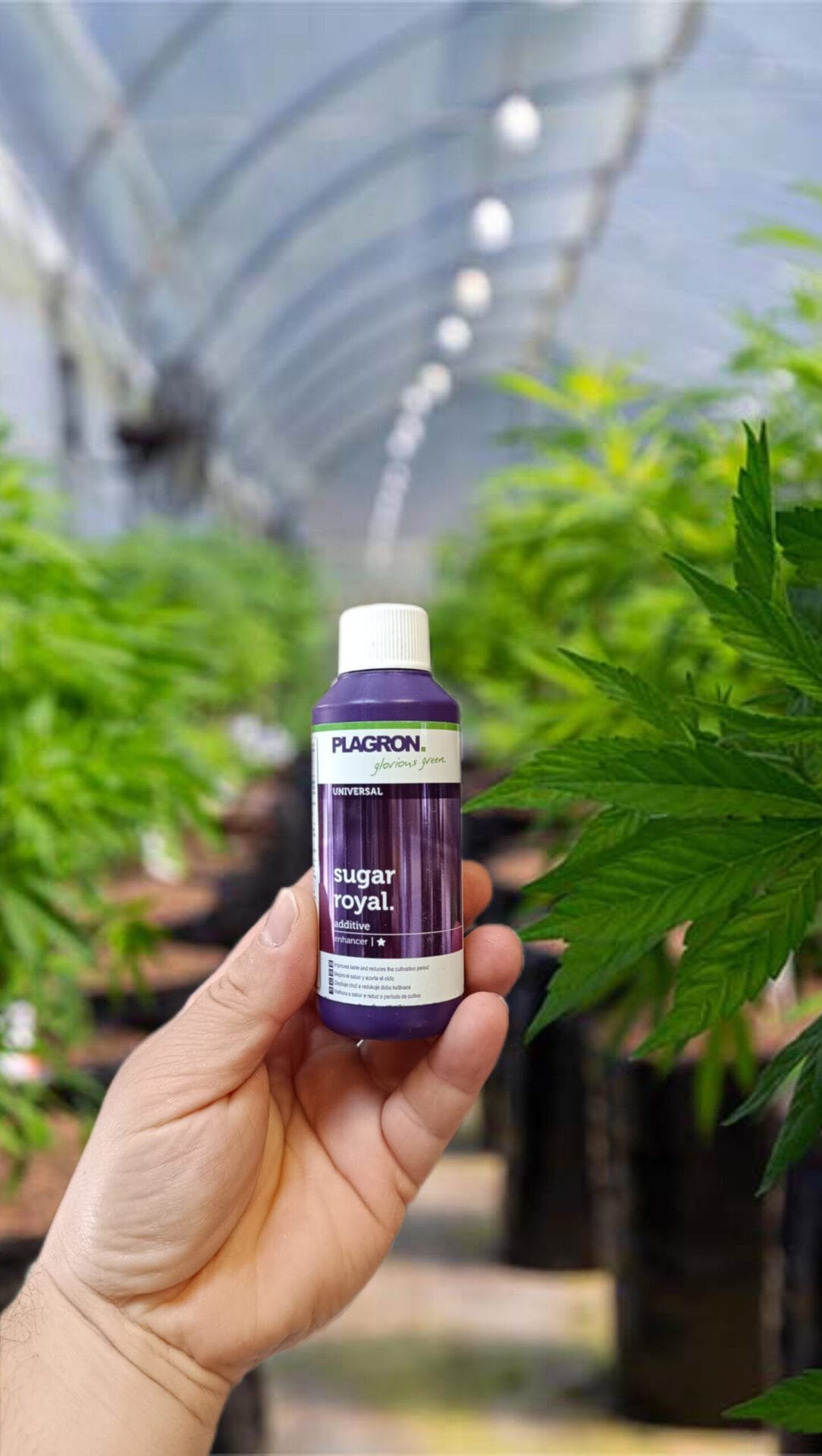 Plagron Sugar Royal 100ml