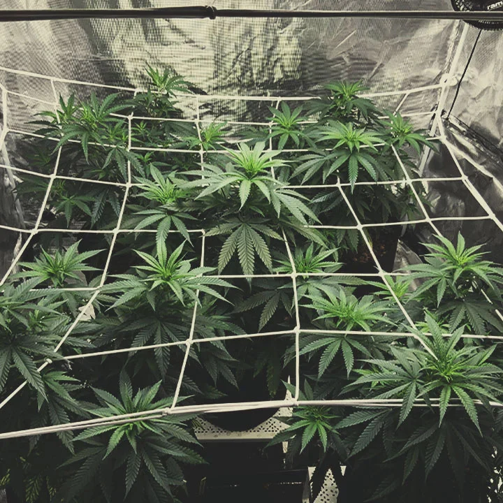 Malla SCROG adaptable - Imagen 2